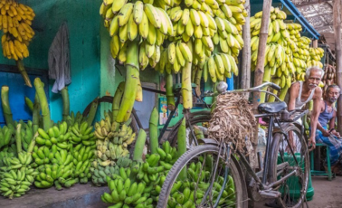 Banana Market