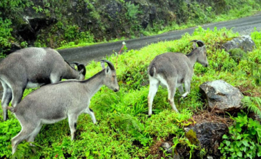 Mukurthi National Park