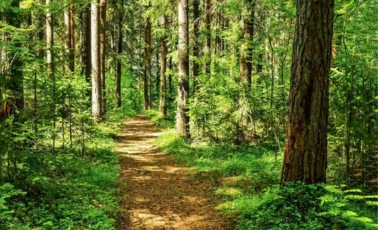 Kattur Reserve Forest